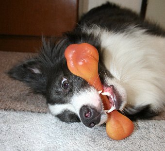 おもちゃをくわえて転がる犬