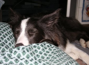 寝る犬