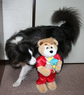 踊るくまのぬいぐるみと犬