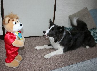 踊るくまのぬいぐるみに吠える犬