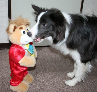 踊るぬいぐるみに警戒しながら近づく犬