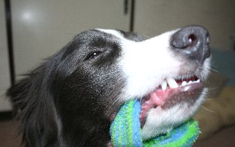 おもちゃで遊ぶ犬