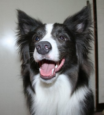 鼻の穴が大きい犬