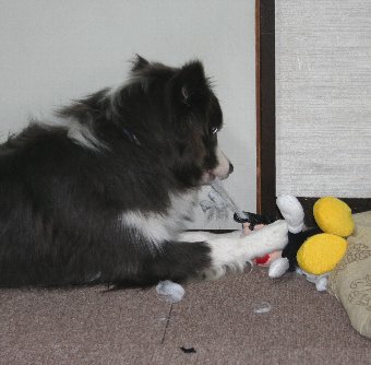ぬいぐるみを破壊する犬