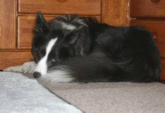人相の悪い犬