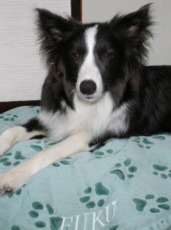 犬用のベッドをもらった犬