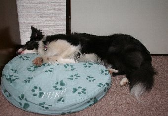 ベッドからはみ出す犬
