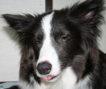 微妙な顔の犬