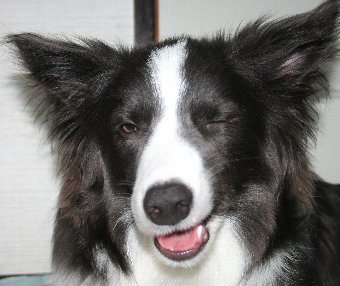 ウィンクしてるっぽい犬
