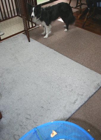 ネットが怖くて遠くから見る犬