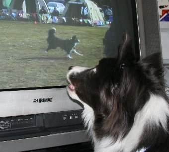 テレビ画面に映る自分を見る犬