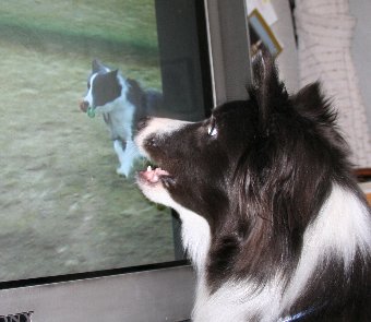 テレビ画面の中の自分に興奮する犬