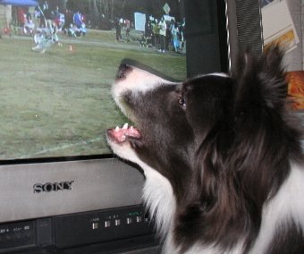 犬の映像に興奮する犬