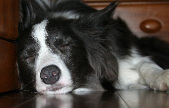 寝ている時はかわいい犬