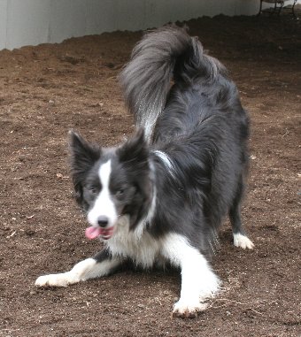 犬を遊びに誘うボーダーコリー