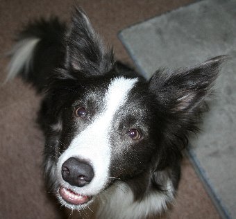 入ってはいけない場所に入ってしまった犬