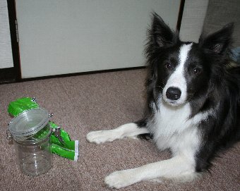 イタズラをした証拠物と犬