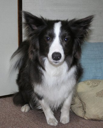 おもちゃを投げてもらうのを待つ犬