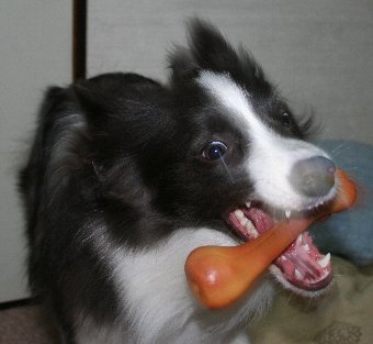 犬がおもちゃに食らいつく瞬間