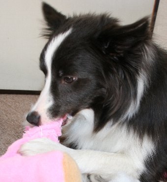 ぬいぐるみを破壊し始める犬