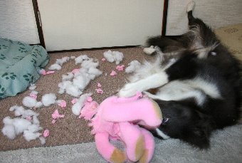 ぬいぐるみを破壊する犬
