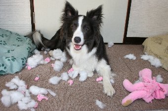 ぬいぐるみを破壊し終わった犬