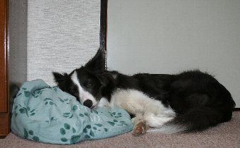 ベッドを枕にして寝る犬