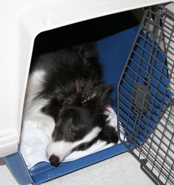 クレートで熟睡する犬