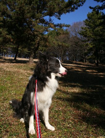 公園に遊びに来た犬
