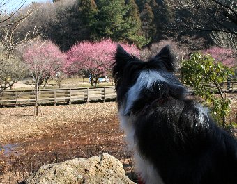 梅とボーダーコリー