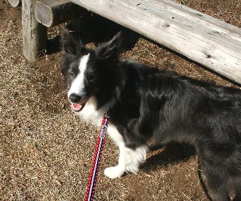 初めての公園にウキウキな犬