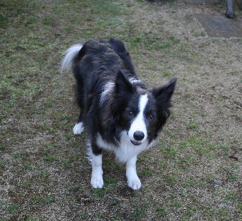 庭で遊ぶ犬
