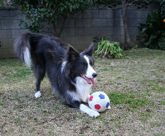 遊ぼうのポーズのボーダーコリー