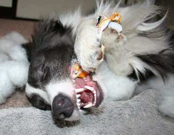寝っ転がって遊ぶ犬