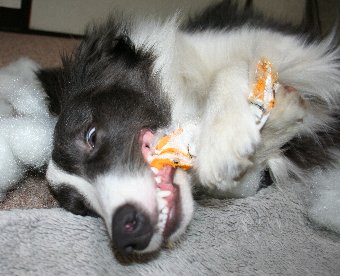 楽しそうにおもちゃを破壊して遊ぶ犬