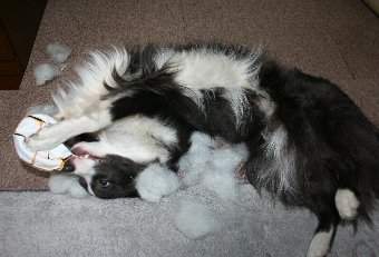 綿まみれで遊ぶ犬