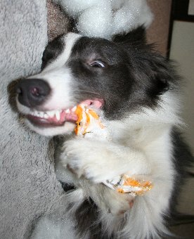 漫画に出てくるような顔で遊ぶ犬