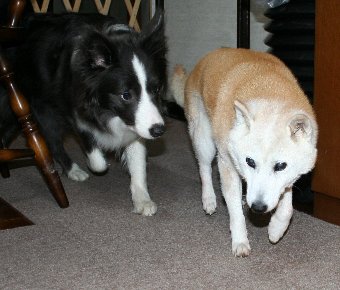 老犬と若い犬の距離感もそれぞれ ドッグアイル 横浜 子犬の出張トレーニング