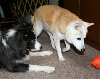 老犬と若い犬の距離感もそれぞれ ドッグアイル 横浜 子犬の出張トレーニング