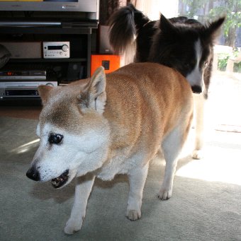 柴犬とボーダーコリー