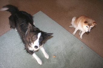 老犬と若い犬