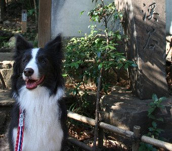 犬と等々力渓谷