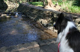 等々力渓谷を犬と散歩