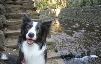 犬と渓谷を散歩