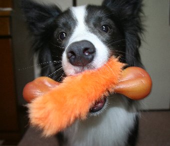おもちゃをふたつくわえる犬