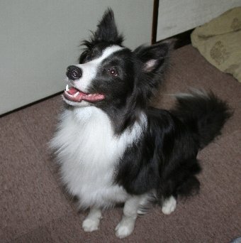 新しいおもちゃにウキウキな犬