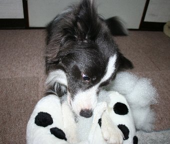 破壊活動に余念のない犬