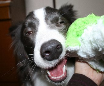 ぬいぐるみ大好きな犬