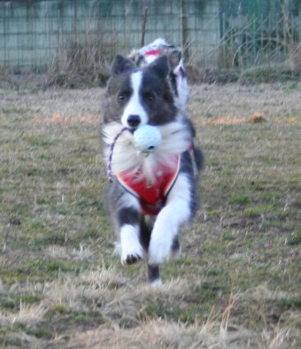 紐付きボールを持って走る犬
