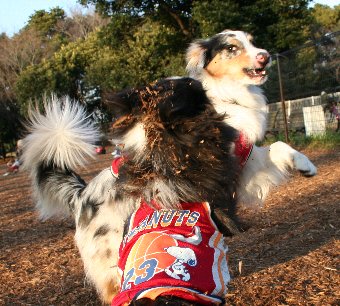遊ぶ犬たち